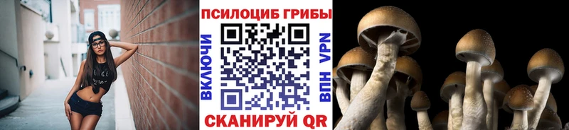 Купить где  Высоцк  Псилоцибиновые грибы Cubensis 
